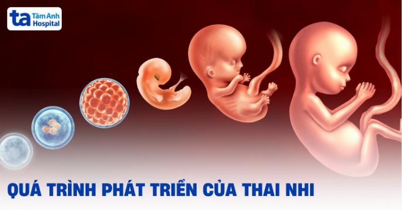 Thai nhi phat trien trong tu cung me